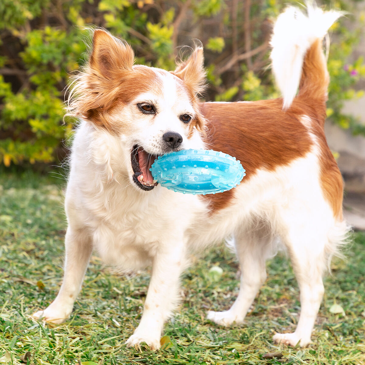 Juguete Mordedor Congelable para Mascotas 2 en 1 Glubiz InnovaGoods